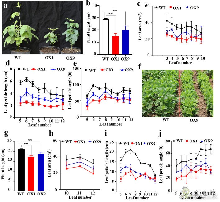 改良大豆株型提高耐密植和耐旱性新機(jī)制