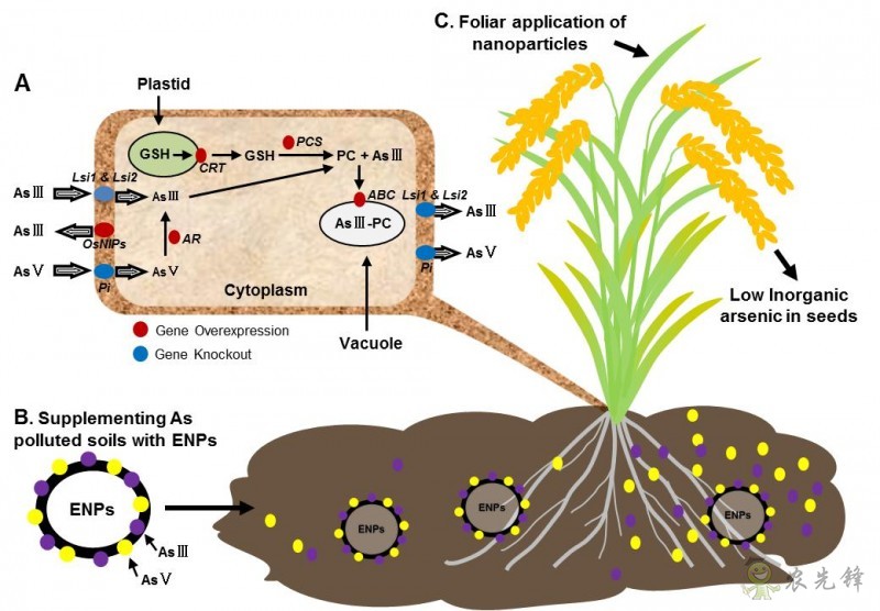 無機(jī)砷毒性機(jī)制及其緩解策略研究綜述在線發(fā)表