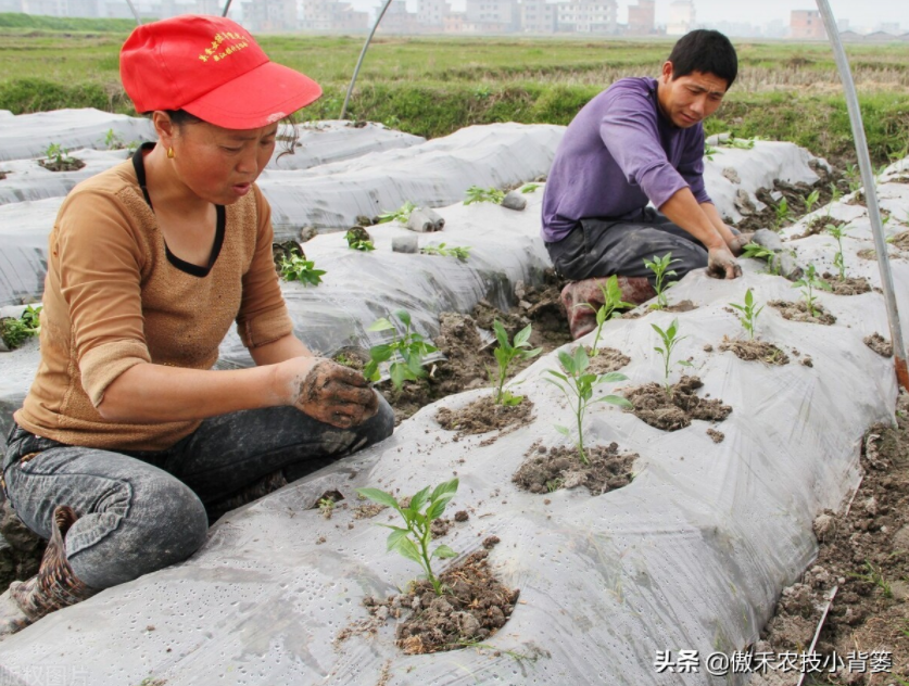 農(nóng)作物起壟種植有哪些好處？起壟時如何確定最佳壟高？